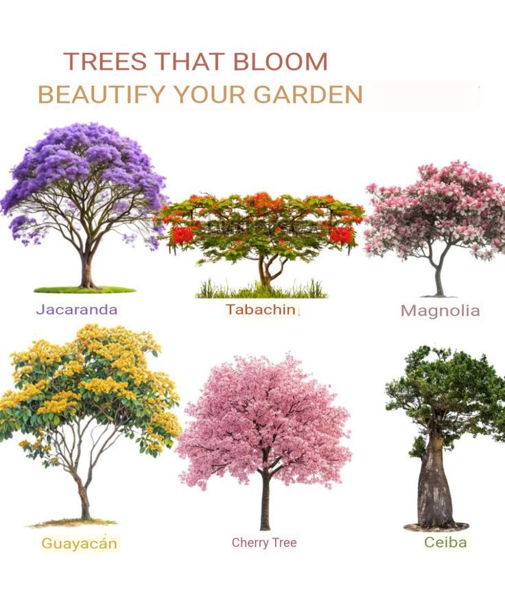 Collection of Flowering Trees for Garden Beautification