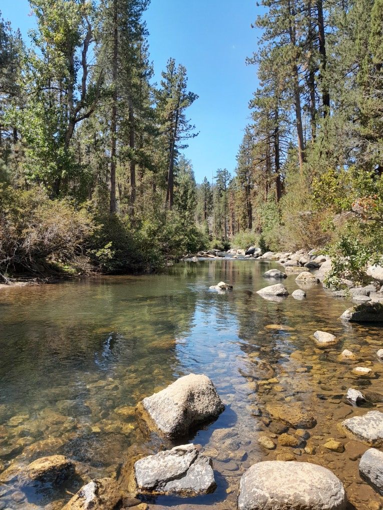 Tranquil Forest River with Clear Water and Rocks