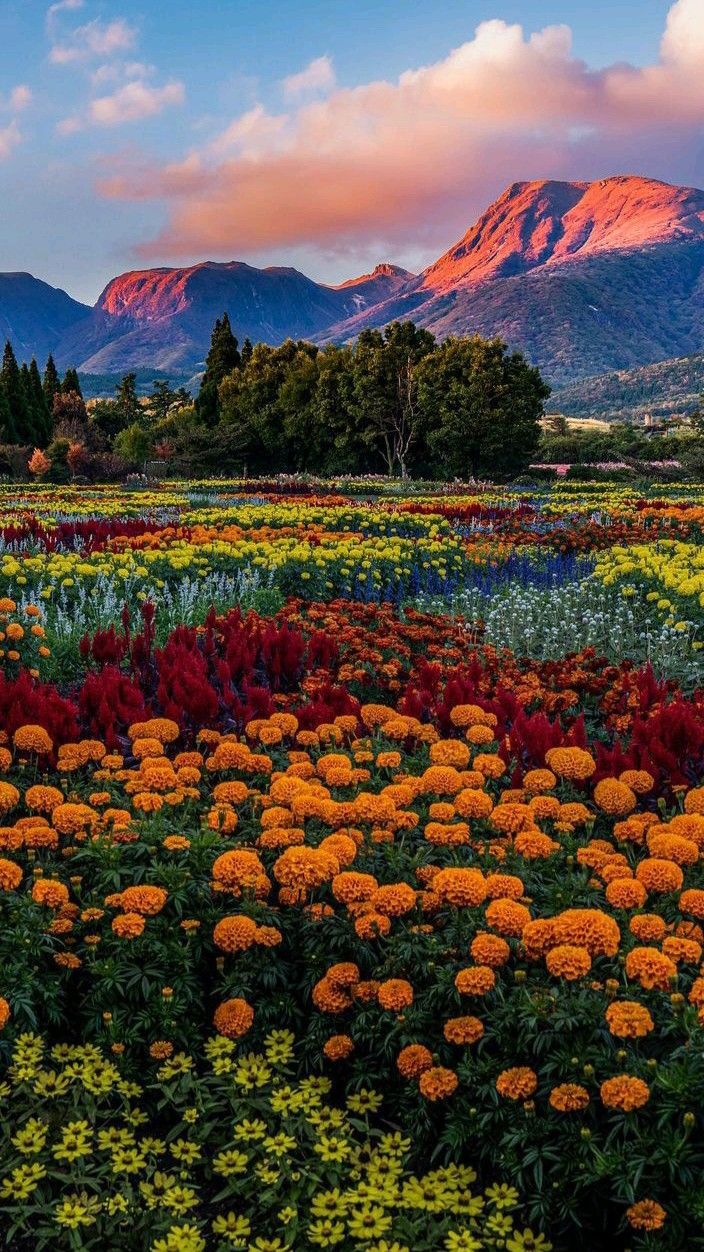 Colorful Flower Field with Mountains at Sunset