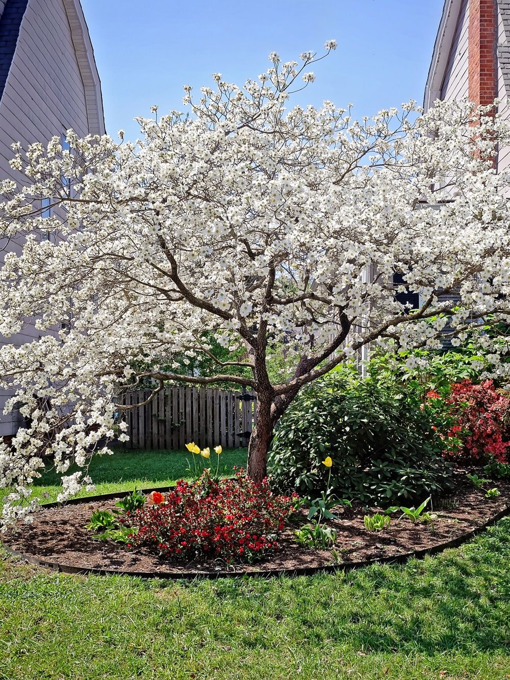 Spring Backyard Garden with Flowering Dogwood and Colorful Shrubs